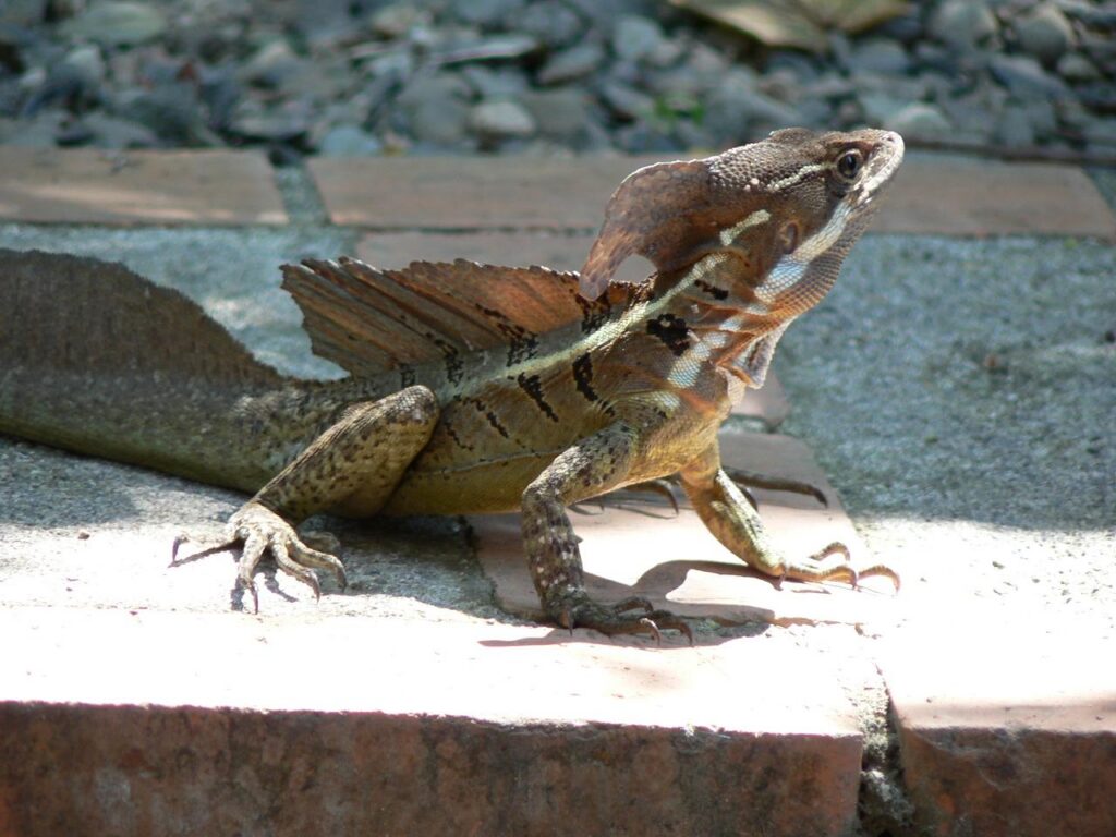 Basilisk kertenkelesi Basiliscus basiliscus