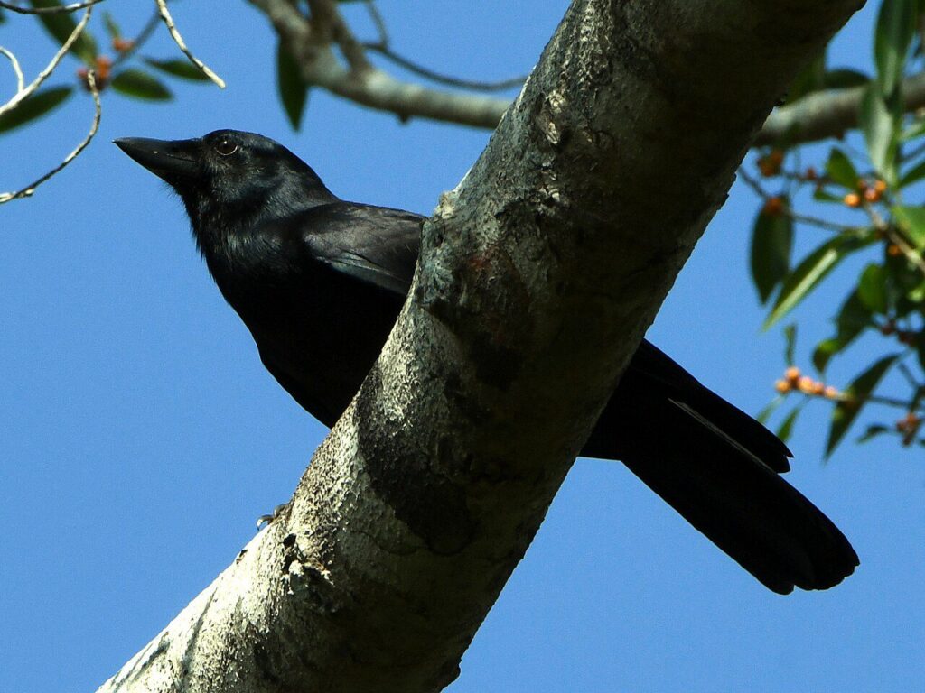 Yeni Kaledonya kargası (Corvus moneduloides)