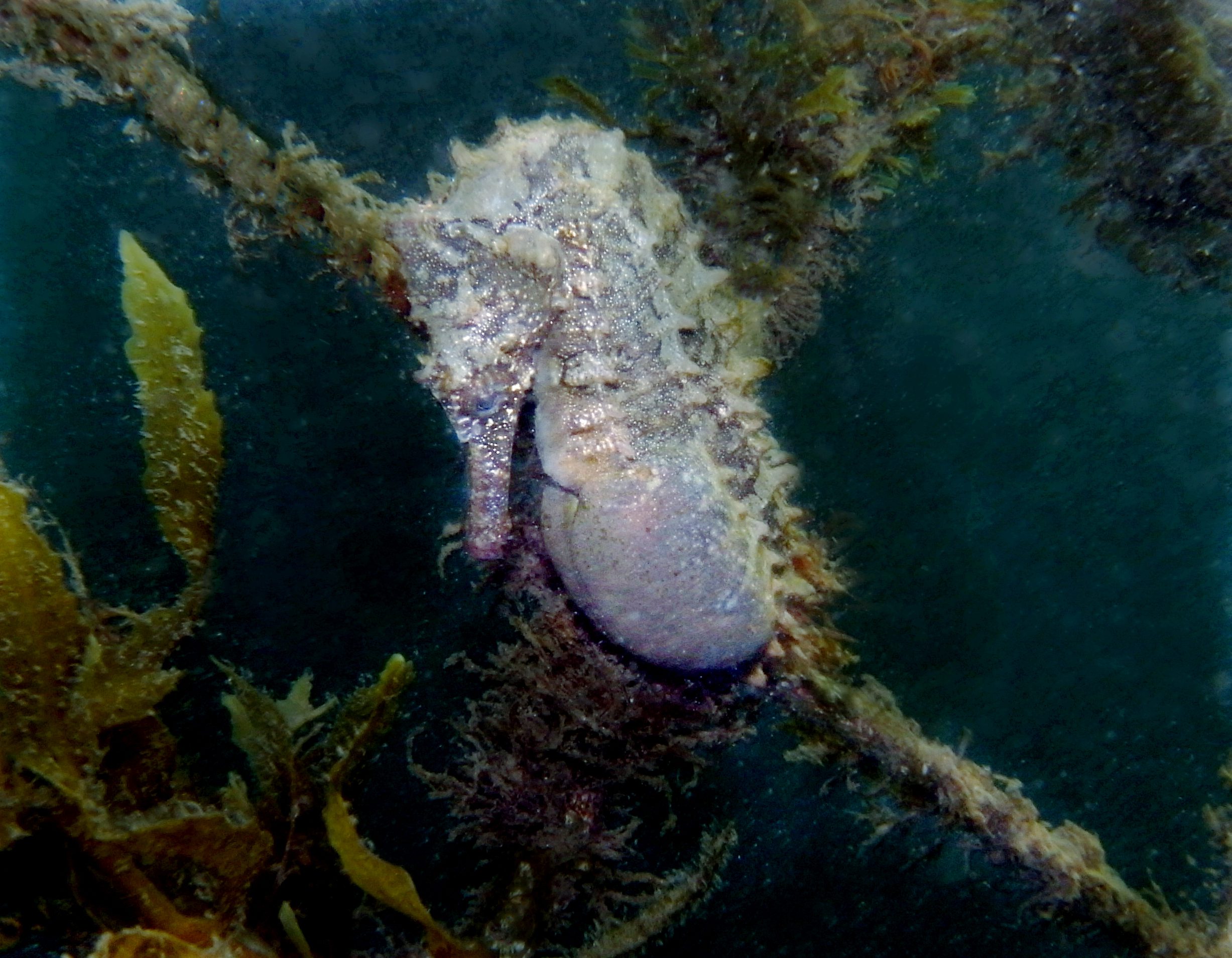 Hamile erkek deniz atı Hippocampus whitei
