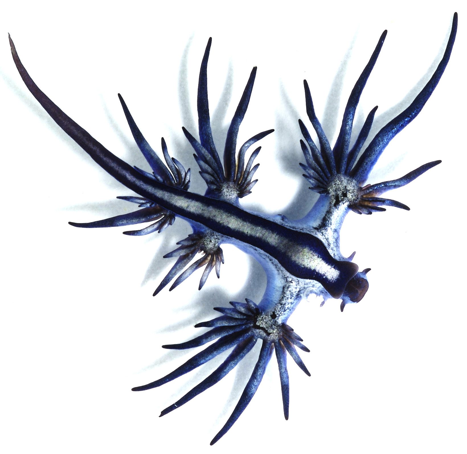 Mavi ejder deniz salyangozu (Glaucus atlanticus)