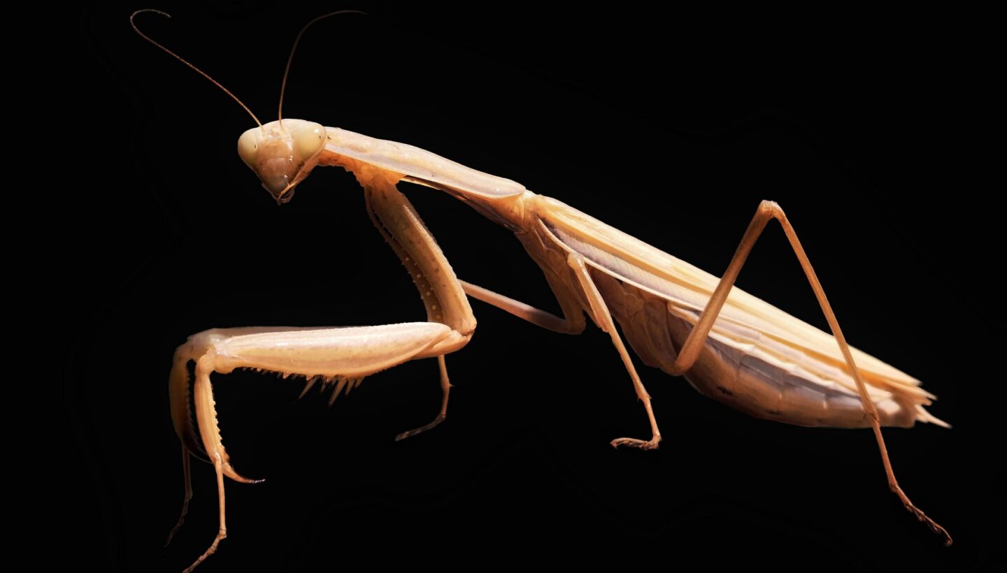 Peygamberdevesi (Mantis religiosa)