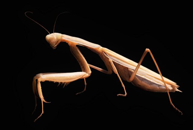 Peygamberdevesi (Mantis religiosa)