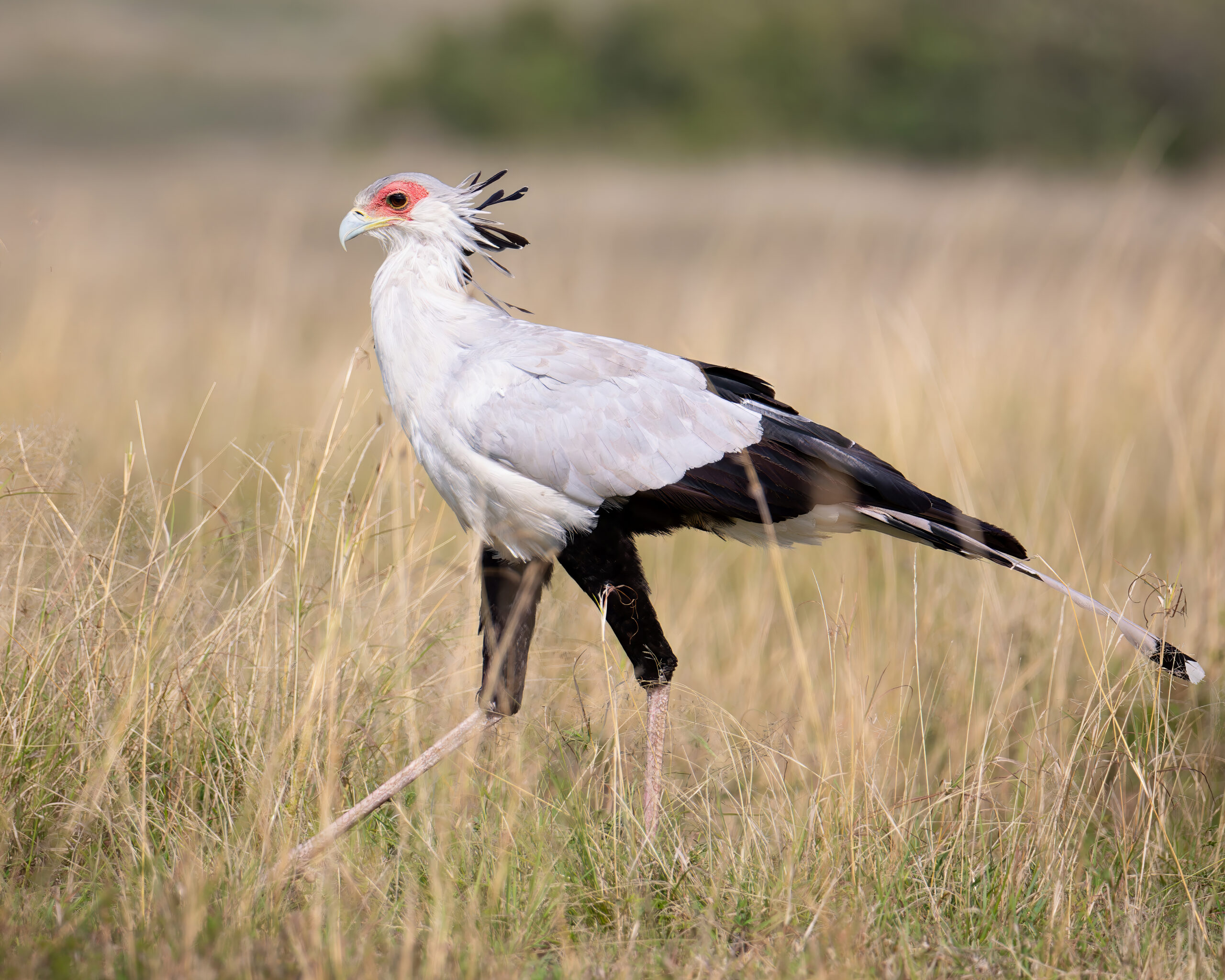 Sekreter kuşu Sagittarius serpentarius