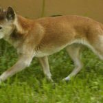 Yeni Gine Şarkı Köpeği