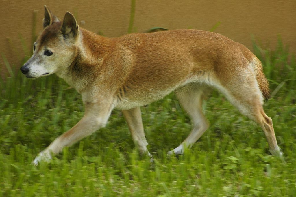 Yeni Gine şarkı köpeği