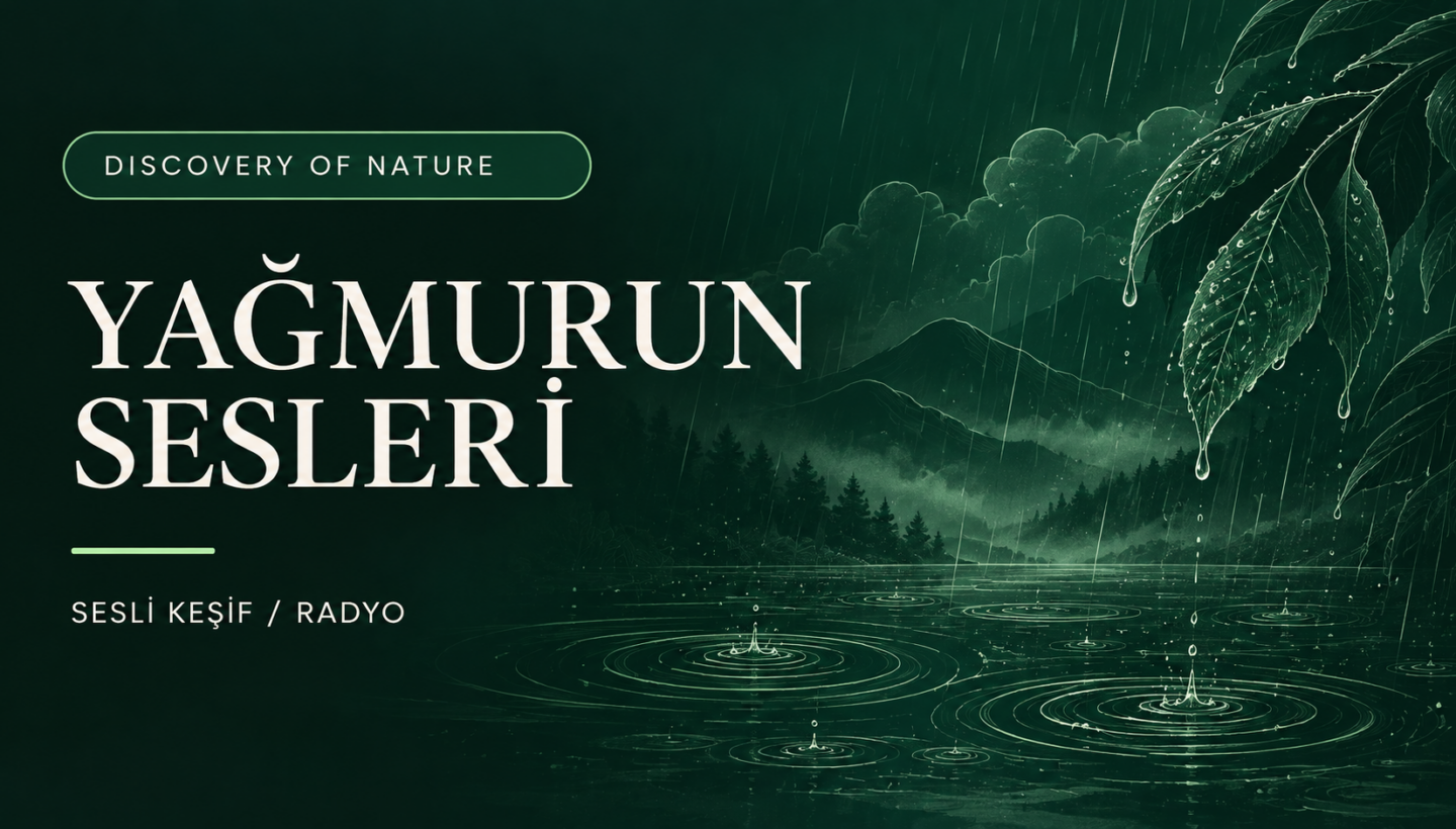 Yağmurun Sesleri radyo kapak görseli