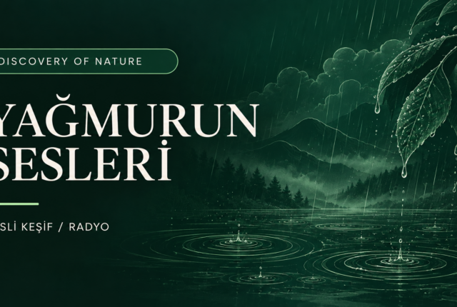 Yağmurun Sesleri radyo kapak görseli