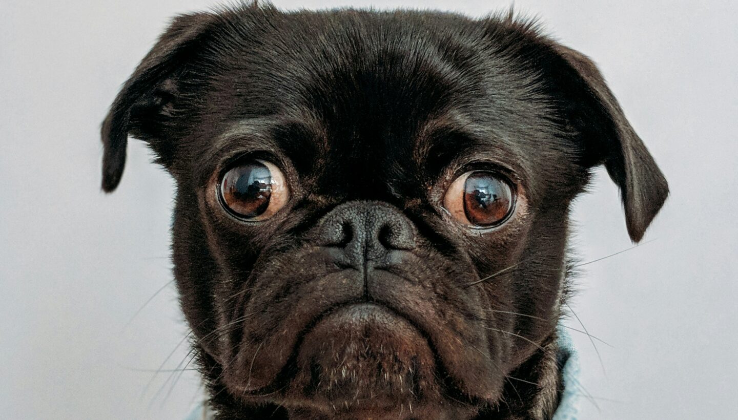 Köpek kart görseli