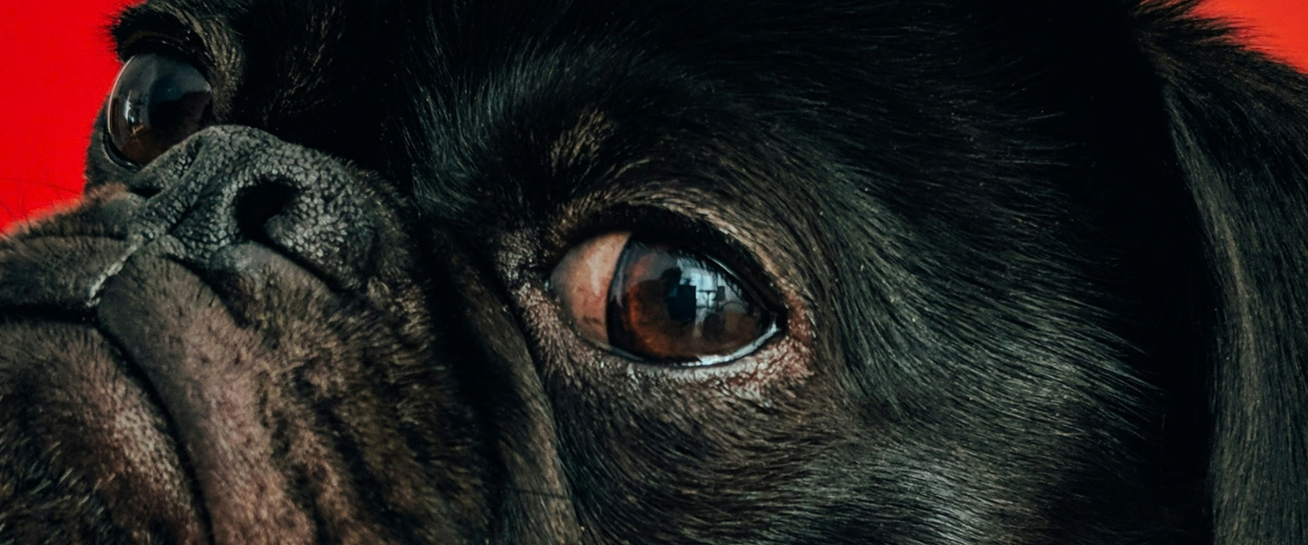 Köpek kategorisi üst görseli