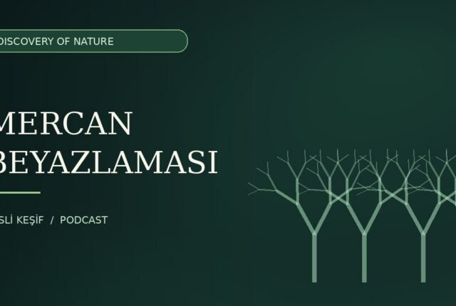 Discovery of Nature podcast için temsili mercan illüstrasyonu
