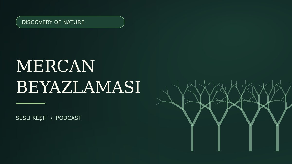 Discovery of Nature podcast için temsili mercan illüstrasyonu