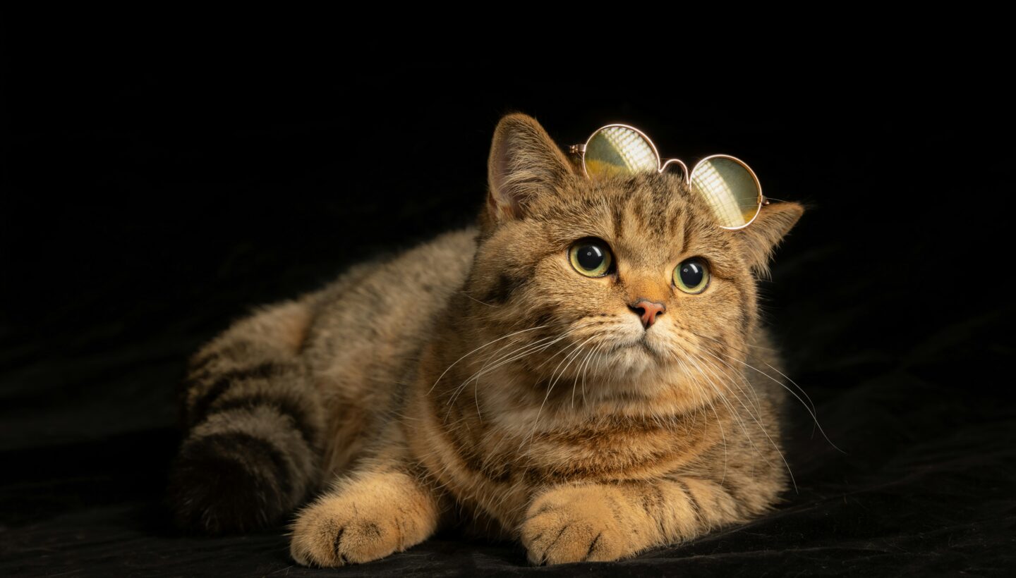 Kedi kart görseli
