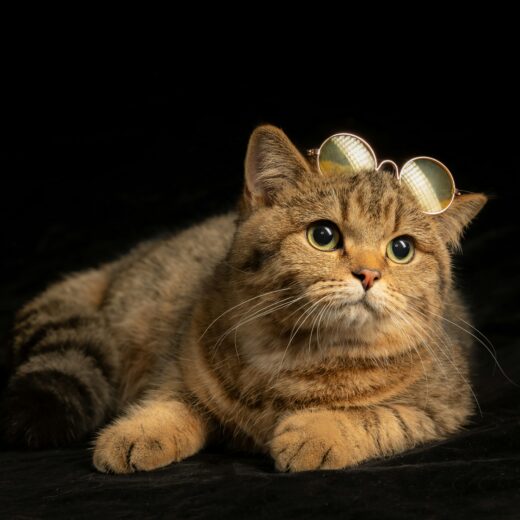 Kedi kart görseli